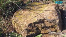 Tim the Yowie Man praises men’s shed’s work helping restore habitat of one of Australia's rarest reptiles