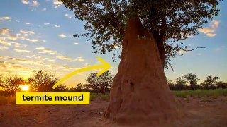 See How Termites Inspired a Building That Can Cool Itself _ Decoder