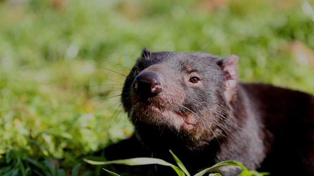Tasmanian devil released by Chris Hemsworth has joeys. Video by Aussie Ark