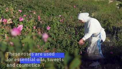 Scent of tradition lingers in Lebanon's 'village of roses'