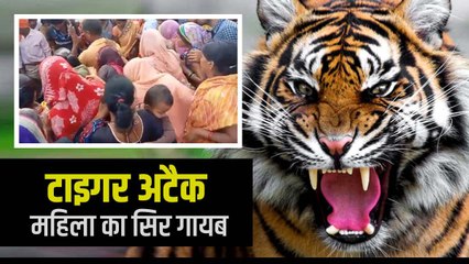 Tiger ने महिला को बनाया निवाला, एमपी में सिवनी के जंगल में घटना, सिर धड़ से हो गया अलग