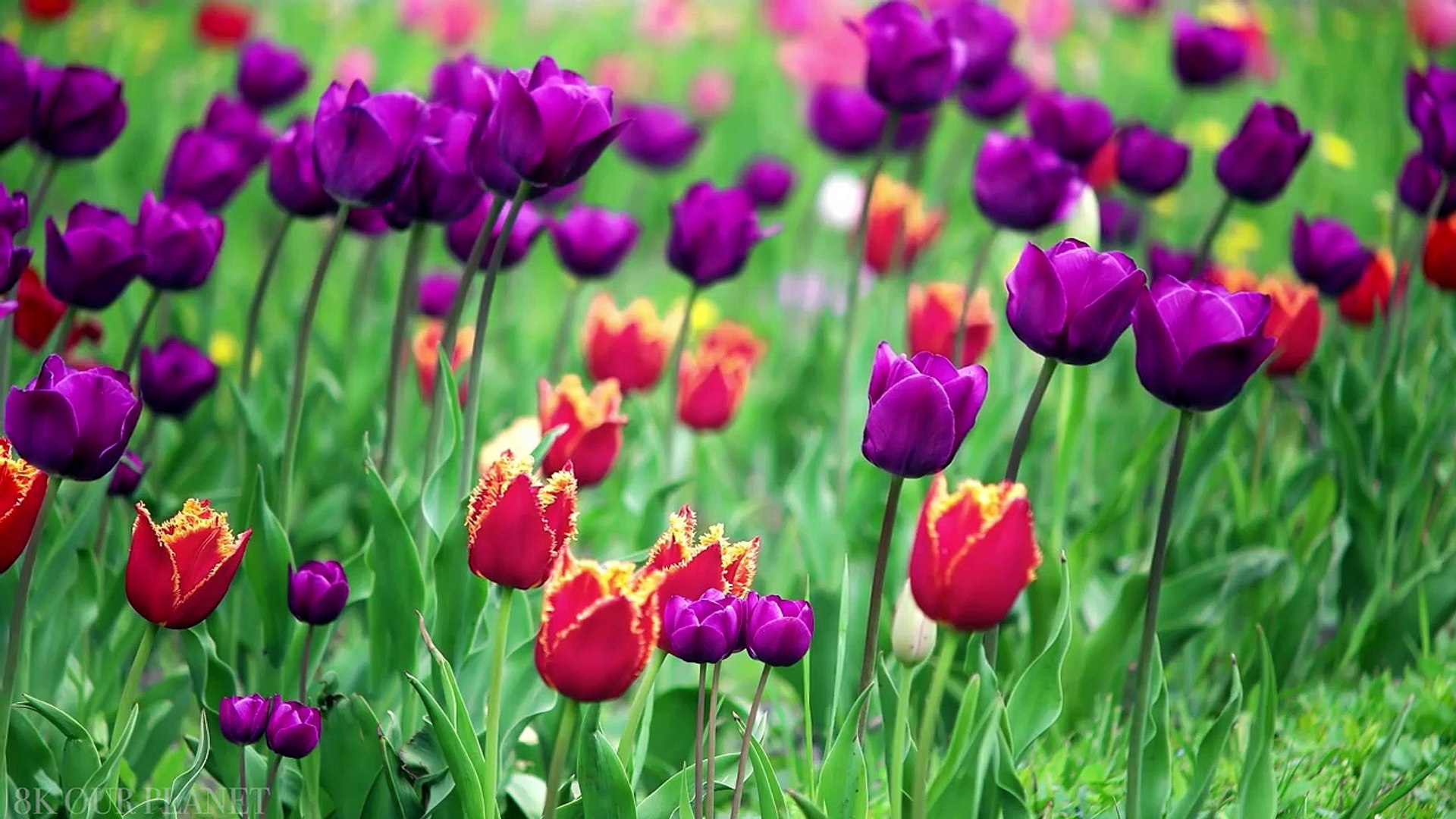 8K Flower Nature