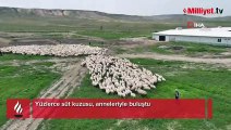 Yüzlerce süt kuzusu, anneleriyle buluştu