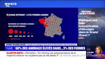 Pourquoi une telle concentration d'élevages dans le Grand Ouest? BFMTV répond à vos questions