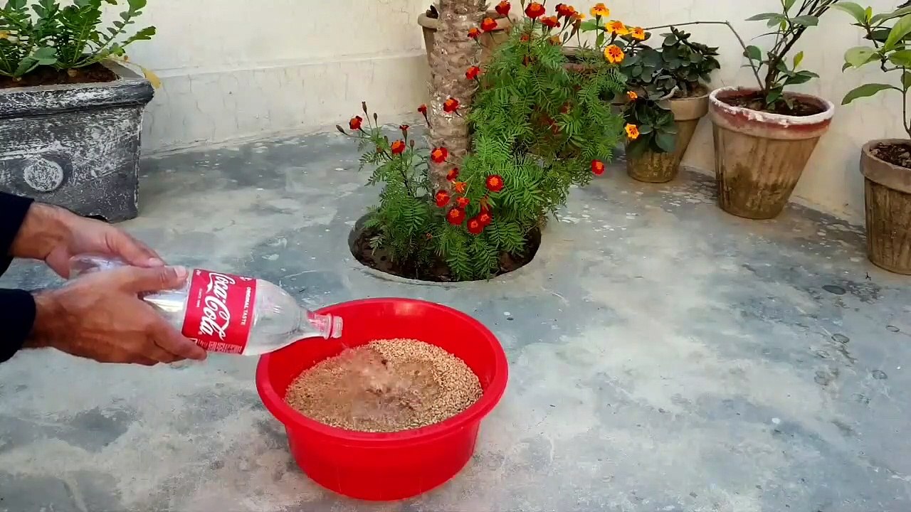 Without soil, growing wheatgrass
