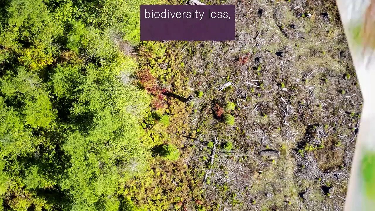 The Second-Significant Cause of Deforestation