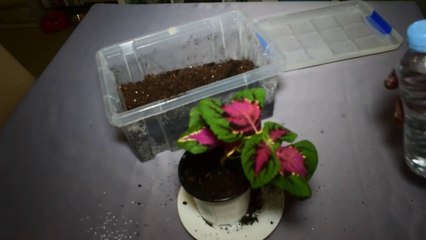 COMO REPRODUCIR COLEOS O CRETONAS MEDIANTE SEMILLAS O ESQUEJES  REPRODUCIR COLEUS