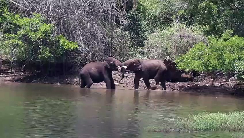 நீலகிரியில் ஆக்ரோஷமாக சண்டையிட்டுக்கொண்ட 2 காட்டு யானைகள்