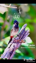 Thanks to God for all blessing