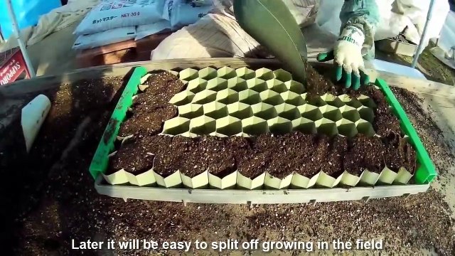 Asian Pumpkin Farming and Harvesting - Amazing Japan Agriculture Farm