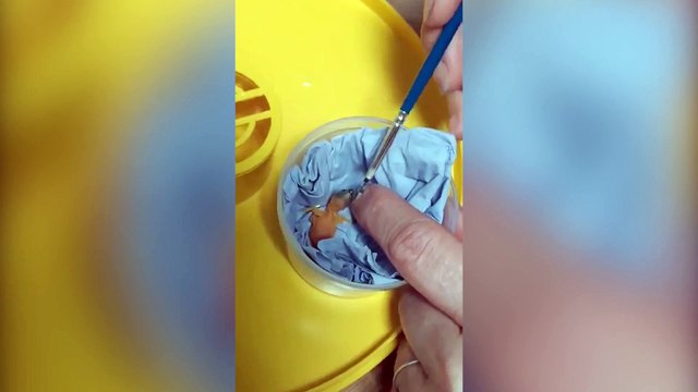 Rare bird which fell from a nest has been saved and hand-reared by students who fed it