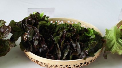 [녹색] 쌈부터 샐러드까지...상추 신품종 현장 평가회 열려 / YTN