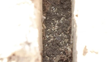 땅에 왕겨 묻는 배수 신기술...논에 심은 밭작물 '쑥쑥' / YTN