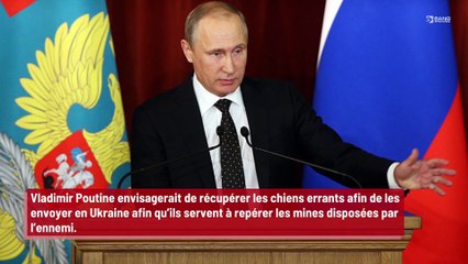 Vladimir Poutine envisage de mobiliser les chiens errants en Ukraine !
