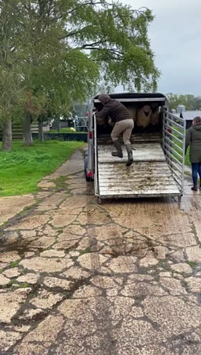 'Our new sheep have arrived!'