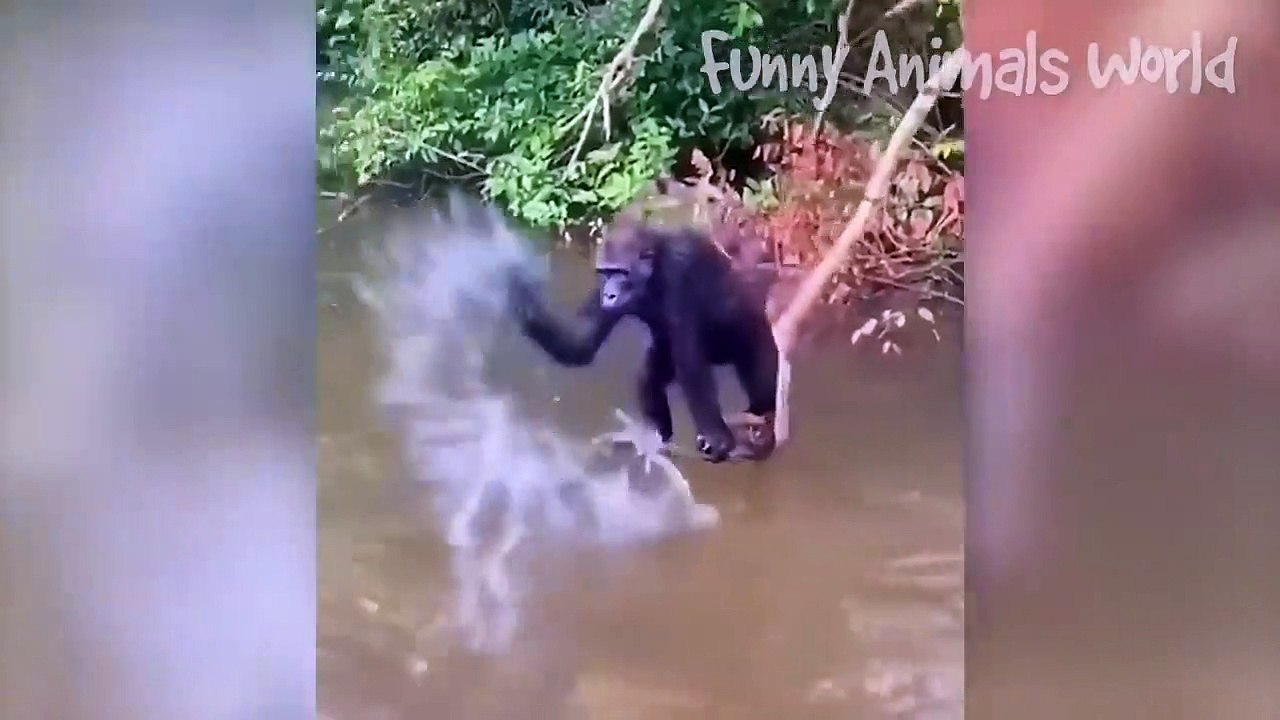 Funniest Animal Videos 2023  - Best Funny Cats & Dogs Videos  #21