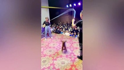 Animals Getting Scared Over Nothing  [Funny Pets] _ Pets Island