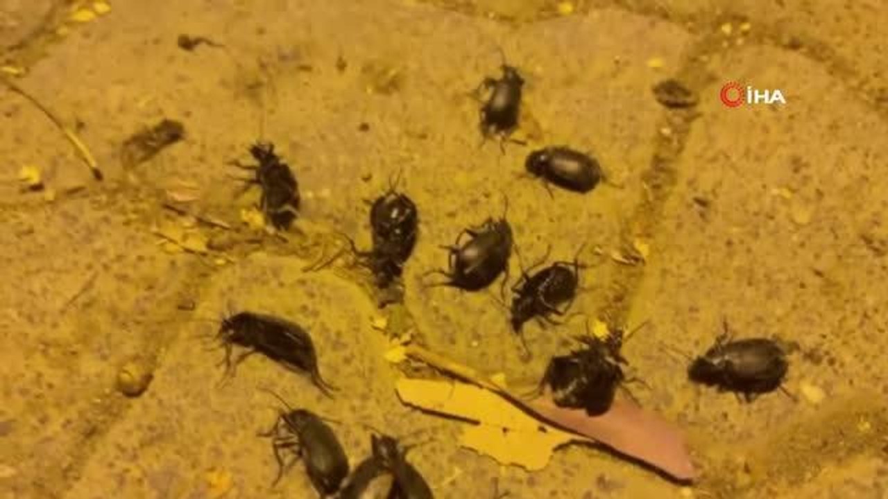 Ceylanpınar'da böcek istilası