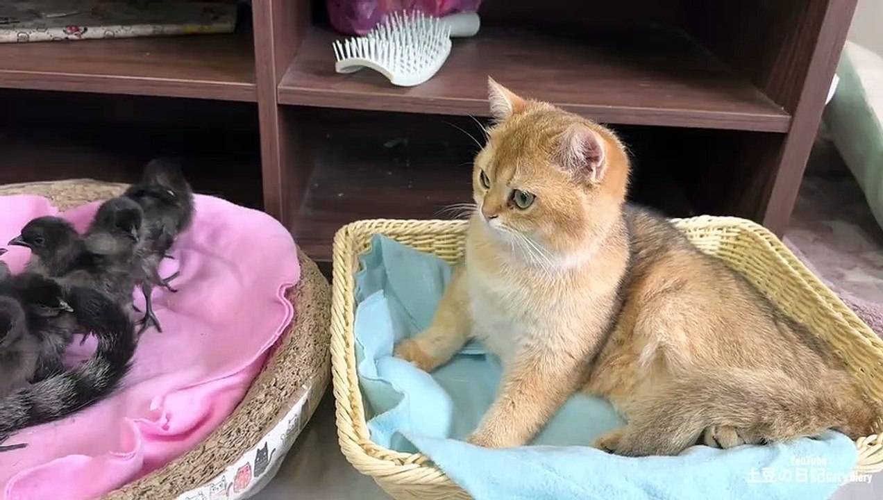 The chicken got into the kitten's arms and slept. A kitten is a qualified father of a chicken