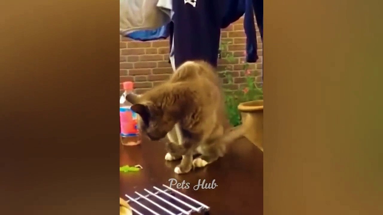 Funniest Cats and Dogs  Funny Animals 2023  Part 16