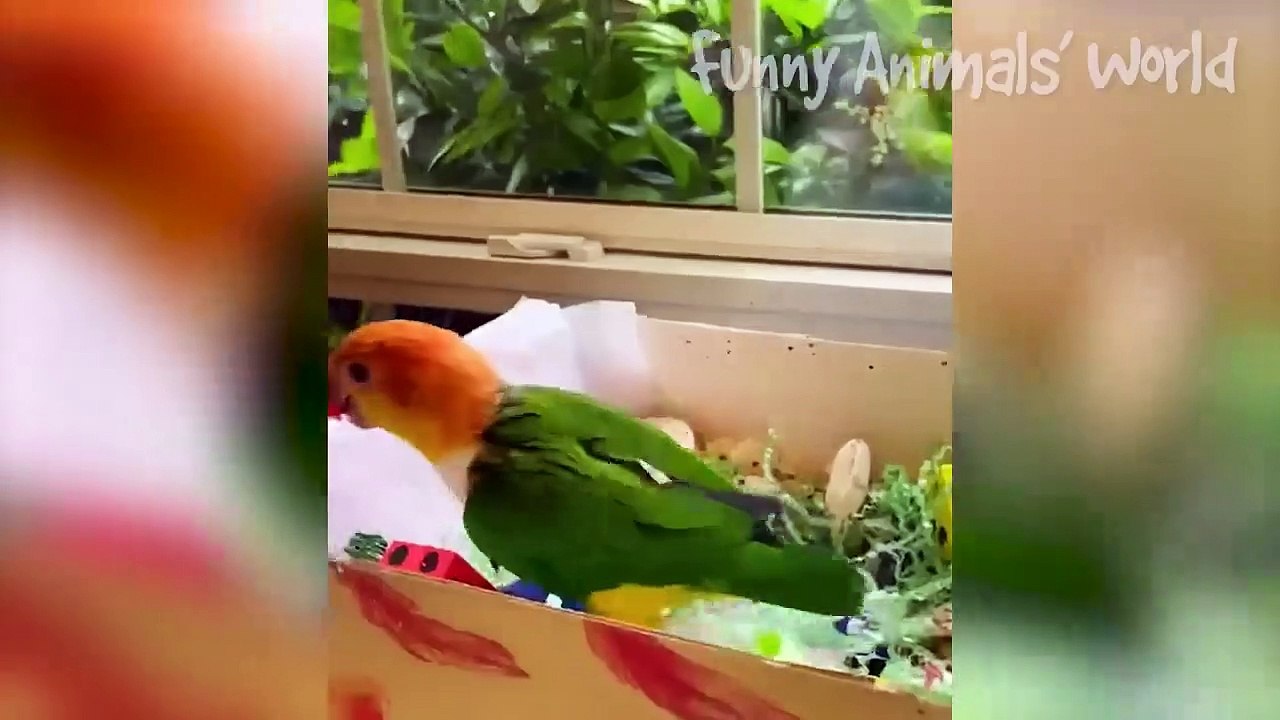 Funny Dogs And Cats Videos 2023  - Best Animal Videos Of The Month  #4