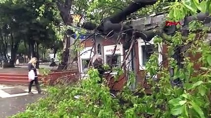 Ağaç ATM'lerin üzerine devrildi; onlar ise para çekmeye devam etti