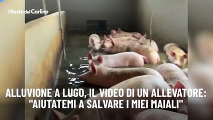 Alluvione a Lugo, il video di un allevatore: "Aiutatemi a salvare i miei maiali"