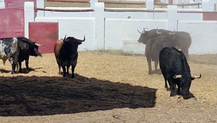 Toros de Algarra en El Batán