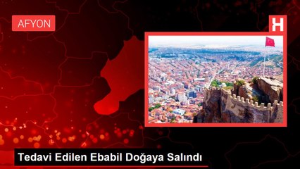 Tedavi Edilen Ebabil Doğaya Salındı