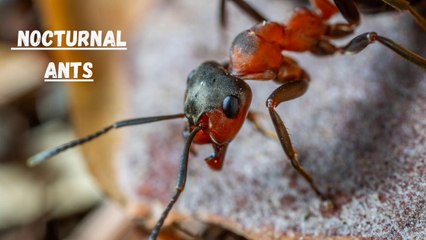 The Secret Lives of Nocturnal Ants II Nocturnal Ants