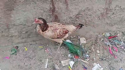 Very beautiful rooster and hens with him