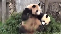 Cute baby pandas playing, watch and enjoy.