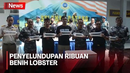 Lanal Cilacap Berhasil Gagalkan Penyelundupan Ribuan Benih Lobster