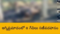 ఘోర అగ్ని ప్రమాదం... ఆరు గేదెలు సజీవ దహనం