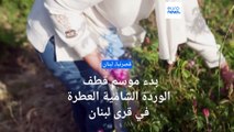 شاهد: بدء موسم قطف الوردة الشامية العطرة في قرى لبنان