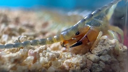 Angry centipede vs giant tarantula! epic desert predator