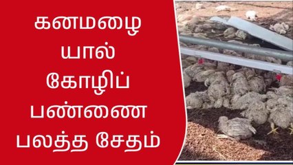 திருப்பூர்: பலத்த சூறாவளி கோழிப்பண்ணைசேதம்-கோழிகள் உயிரிழந்த சோகம்