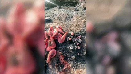 Man embarks on 3,000km kayak voyage sampling mammal’s poo and his own