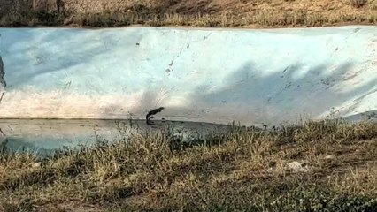 राजस्थान में पहली बार मादा मगरमच्छ ने दी खुशखबरी, इस साल दूसरी मादा भी उम्मीद से