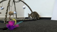 Fierce Cat Attacks