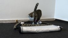 Did I Break the Cat Toy Frame