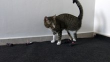 Puss in Boots, a Funny Cat Learns How to Wear Shoes (2)