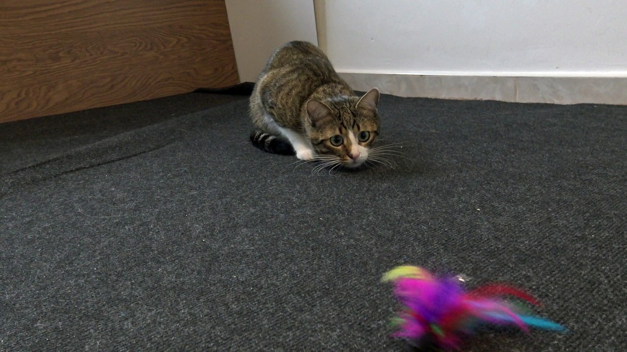 The Cat Stalks the Toy video Dailymotion