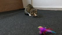 The Cat Stalks the Toy