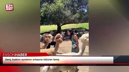 Genç kadının suratının ortasına tüküren lama