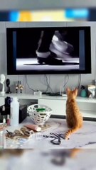 How this Cat  is obsessed with Michael Jackson Move