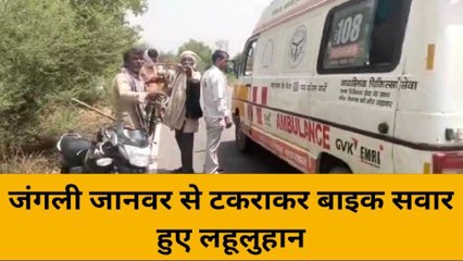 हमीरपुर: जंगली जानवर से टकराकर बाइक सवार हुए लहूलुहान,देखें पूरी घटना