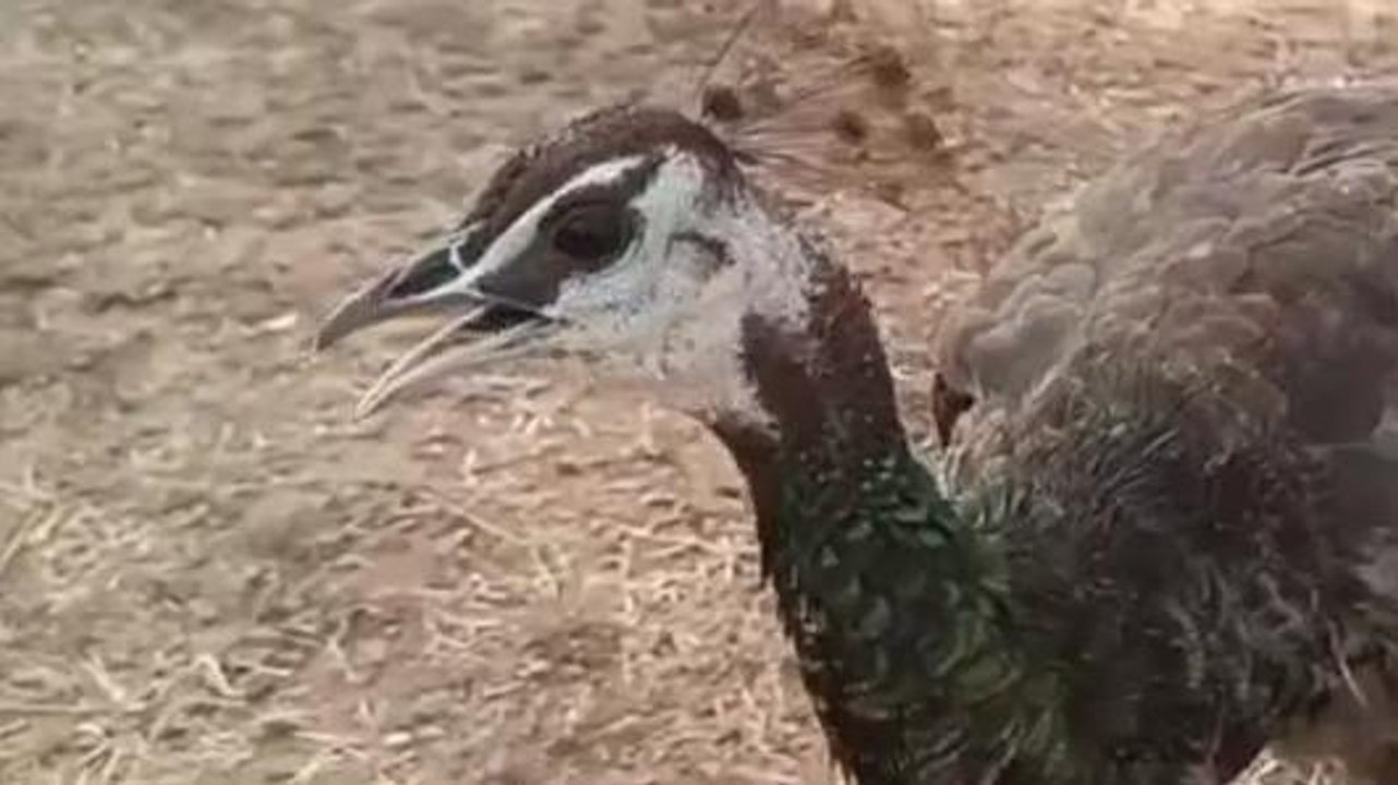 सीधी: पानी की तलाश में जंगल से गांव में पहुंचा राष्ट्रीय पक्षी मोर