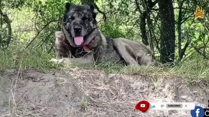 مقارنة كلب الكانغال التركي ضد الذئب من سيفوز؟