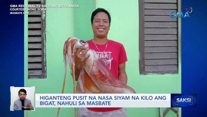 Higanteng pusit na nasa siyam na kilo ang bigat, nahuli sa Masbate | Saksi